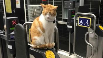 Η γάτα που καλωσορίζει καθημερινά τους επιβάτες του μετρό