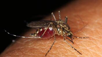ΠΕ Χανίων: Συνεχίζονται οι ψεκασμοί για τα κουνούπια