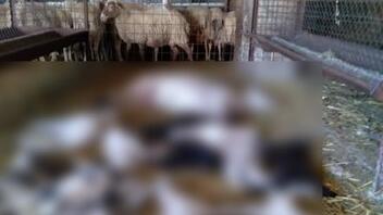 Σε απόγνωση οι κτηνοτρόφοι της Κρήτης: Τα ζώα τους πεθαίνουν μόλις γεννηθούν!