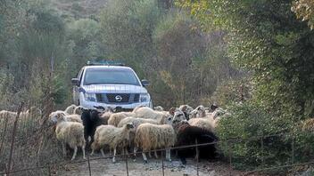 Παρέμβαση της Αστυνομίας για πρόβατα που ρήμαζαν ελαιοκαλλιέργειες