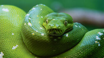 Ολλανδία: «Εξαιρετικά δηλητηριώδες» φίδι δύο μέτρων το έσκασε από σπίτι