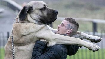 Ο μεγαλύτερος σκύλος της Αγγλίας ζυγίζει 114 κιλά!