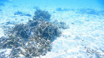 Η βιομηχανική ρύπανση αφήνει τα σημάδια της στα κοράλλια της Μεσογείου