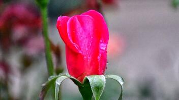 «Η μέγα-βιομηχανία των τριαντάφυλλων» στην κωμόπολη Φουχάν της Κίνας
