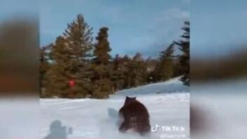 Αρκούδα περνάει ξυστά από σκιέρ!