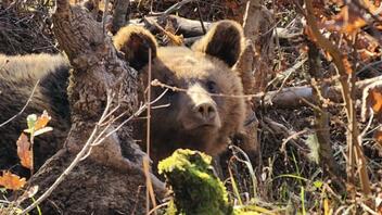 Ελλάδα και Αλβανία ένωσαν δυνάμεις για την απελευθέρωση αρκούδας 90 κιλών