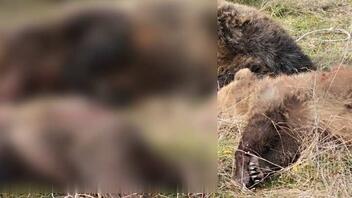 Πολλαπλά αδικήματα αντιμετωπίζει ο δράστης που πυροβόλησε την αρκούδα και τα μικρά της