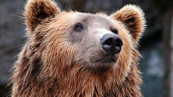 Νυμφαίο: Για πρώτη φορά οι αρκούδες έπεσαν τόσο νωρίς σε χειμερία νάρκη