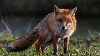 Κτηνωδία: Φίμωσαν και κρέμασαν αλεπού