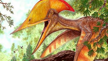 Ανακαλύφθηκε ο πρώτος… φαφούτης πτερόσαυρος