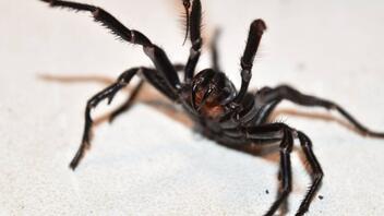 Bρέθηκε η μεγαλύτερη αρσενική και πιο δηλητηριώδης αράχνη στον κόσμο