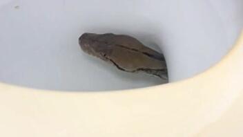 Τρόμος! Φίδι αναδύθηκε από λεκάνη τουαλέτας - Βίντεο