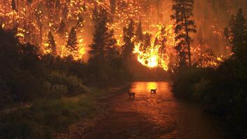 Σε κατάσταση έκτακτης ανάγκης η Κολομβία από τις δασικές πυρκαγιές
