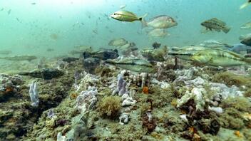 Απειλείται με εξαφάνιση σπάνιο είδος φυκιών στη Μαύρη Θάλασσα