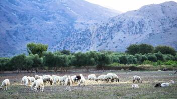 «Έρχονται» μεταλλαγμένες ράτσες προβάτων σε σταβλισμένη κτηνοτροφία στην Κρήτη;