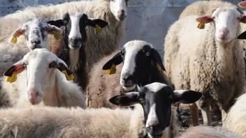 Σχέδιο ψηφίσματος από τη Λαϊκή Συσπείρωση Κρήτης για τους κτηνοτρόφους της Μεσαράς