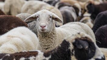 Πλοίο, με 16.000 πρόβατα και βοοειδή, εγκαταλείφθηκε αβοήθητο ανοιχτά της Αυστραλίας