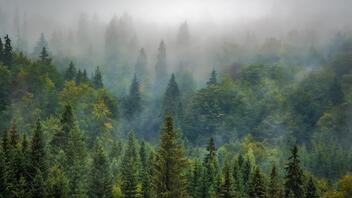 Βρέθηκε το παλαιότερο δάσος του κόσμου