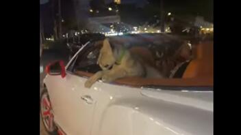 Απίστευτες εικόνες στην Ταϊλάνδη: Έβγαλε βόλτα λιοντάρι με την Bentley της
