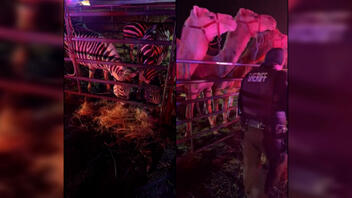 Διασώθηκαν ζώα τσίρκου από πυρκαγιά σε τρέιλερ