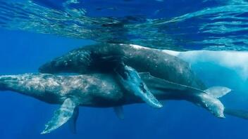 Mεγάπτερες φάλαινες εντοπίζονται να κάνουν σεξ και το ζευγάρι ήταν δύο αρσενικά