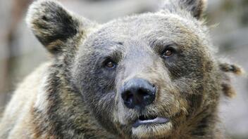 Ιταλία: Διαδήλωση για τη θανάτωση αρκούδας
