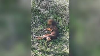 Ηράκλειο: Σκύλος βρέθηκε κρεμασμένος σε δέντρο