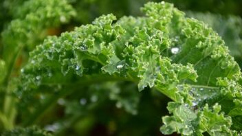 Λαχανίδα (kale): Τα top 5 οφέλη για την υγεία σας