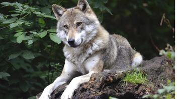 Μελέτη: Οι «μεταλλαγμένοι» λύκοι στο Τσερνόμπιλ έχουν ανοσία στον καρκίνο