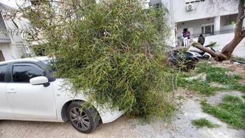Ψάχνουν να βρουν σε ποιον ανήκει το ... δέντρο που έπεσε πάνω στο αυτοκίνητο!