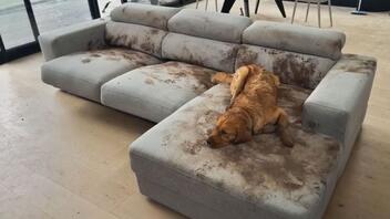 Το λασπωμένο αριστούργημα σκυλίτσας σε καναπέ