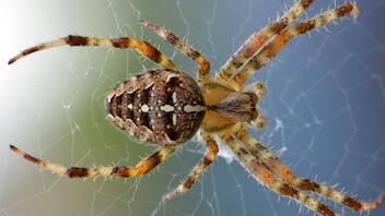 Βρετανία: Η πιο επικίνδυνη αράχνη τσίμπησε κορίτσι 5 ετών