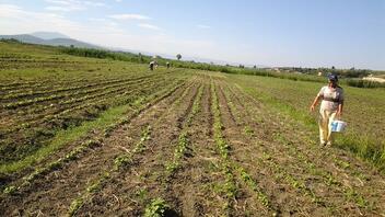 Με επιθετικές δράσεις το ΥΠΑΑΤ προχωρά στην αντιμετώπιση του εντόμου «Μαύρου ακανθώδους αλευρώδους» που πλήττει τις καλλιέργειες
