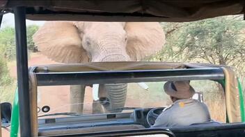 Ελέφαντας σήκωσε στον αέρα λεωφορείο με τουρίστες