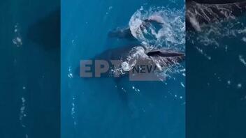 Αυστραλία: Μαμά φάλαινα με το μικρό της κολυμπούν ανέμελα δίπλα σε πλοίο
