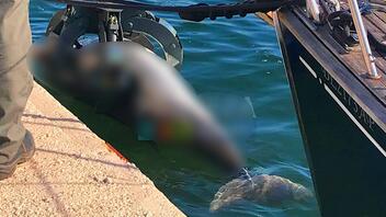 Νεκρό δελφίνι ξεβράστηκε στο λιμάνι της Πρέβεζας