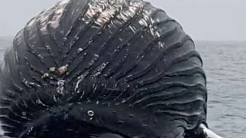 Νορβηγία: Ψαράς εντόπισε φάλαινα σαν... μπαλόνι, βάρους 40 τόνων!