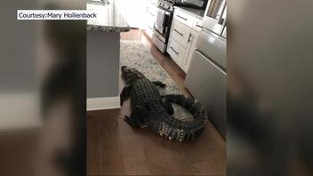 Γυναίκα βρήκε στην κουζίνα της αλιγάτορα 2,5 μέτρων - "Έτρεμα απ' το φόβο"