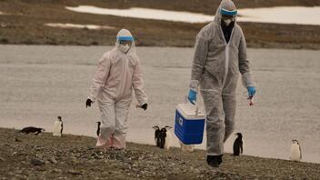 Ανταρκτική: Συναγερμός για εκατοντάδες νεκρούς πιγκουίνους