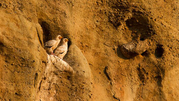  Ζευγάρι Ασπροπάρηδων στα βράχια τους μετά από χρόνια