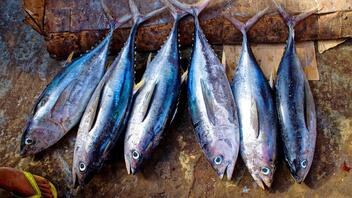 Διακοπή αλιείας τόννου (BFT) λόγω εξάντλησης εθνικής ποσόστωσης