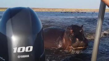 Εξαγριωμένος ιπποπόταμος επιτέθηκε σε σκάφος με τουρίστες