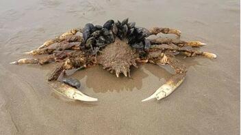 Τρόμος σε παραλίες της Ουαλίας: Εμφανίστηκαν καβούρια-αράχνες και τεράστιες μέδουσες