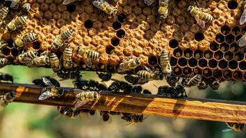 Σμήνος από μέλισσες επιτέθηκε σε επιβάτες αυτοκινήτου στη Μυτιλήνη 