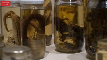 Τι κοινό έχουν ένα δεινοθήριο, ένας σκορπιός και μία ταραντούλα; Ανήκουν στις συλλογές του Μουσείου Φυσικής Ιστορίας Κρήτης!