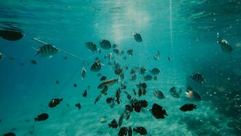 Δηλητηριώδη ψάρια στη Μεσόγειο: Από πού προήλθαν και πόσο επικίνδυνα είναι