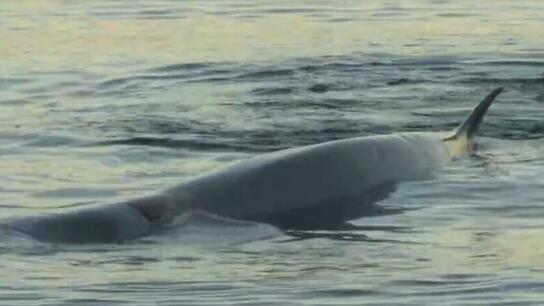 «SAvE Whales»: Το σύστημα αλά ... ελληνικά για τη διάσωση των φαλαινών