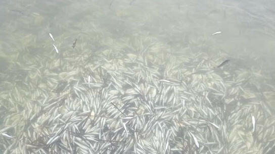 Πέθαναν περίπου 370.000 ψάρια 12 ειδών από το κρύο στη λιμνοθάλασσα Δρεπάνου