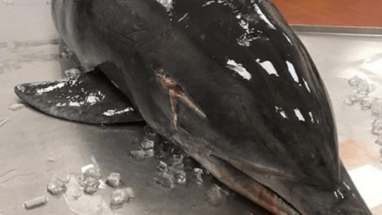 Έρευνα για μυστηριώδη θάνατο δελφινιού- Βρέθηκε με τραύμα στο κεφάλι