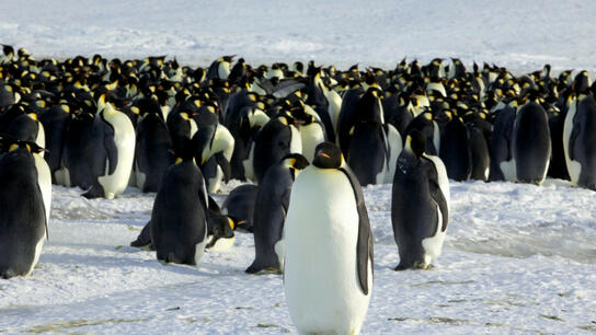 Οι αυτοκρατορικοί πιγκουίνοι κινδυνεύουν με εξαφάνιση